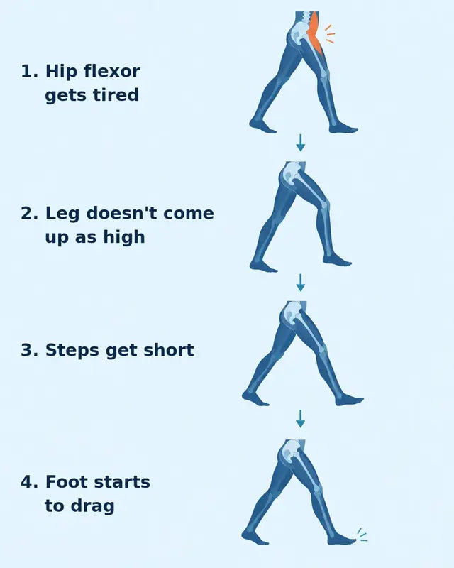 Hip flexor gets tired, leg doesn't come up as high, steps get short, foot starts to drag